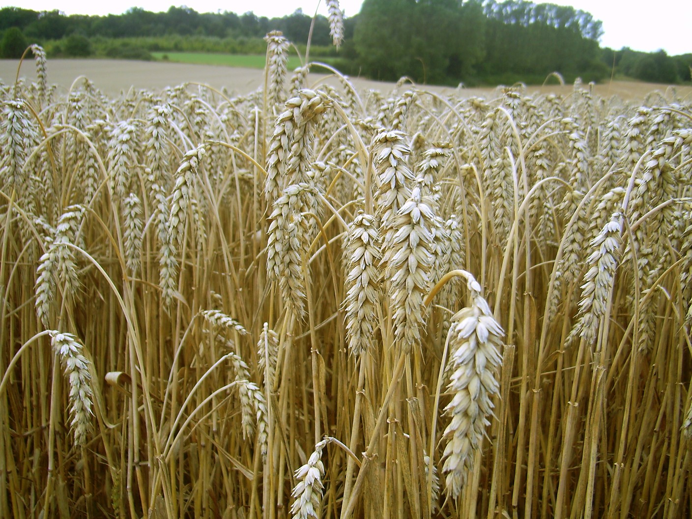 Ripe ears of wheat in a field with trees in the background