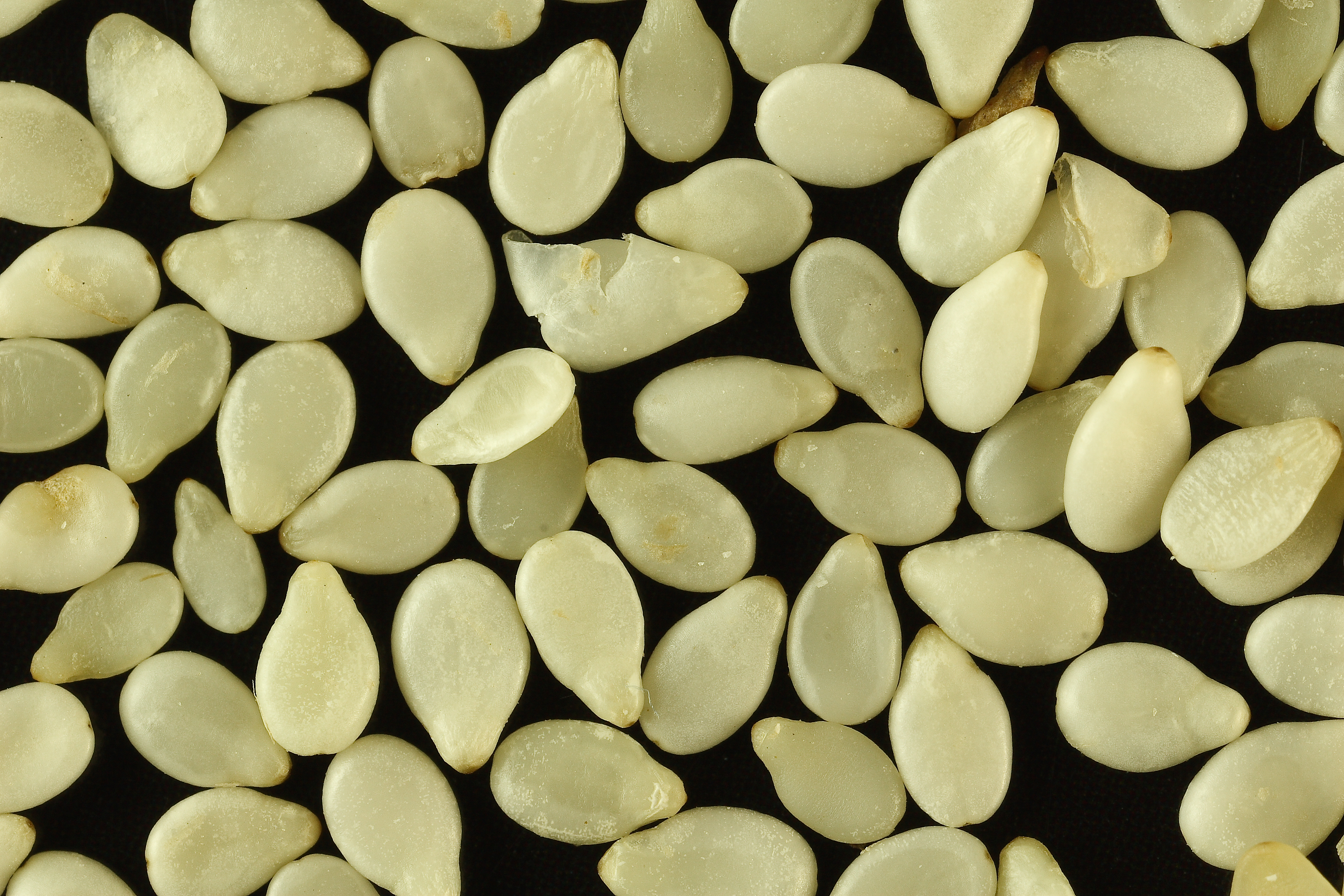 Close-up of white sesame seeds on a black background