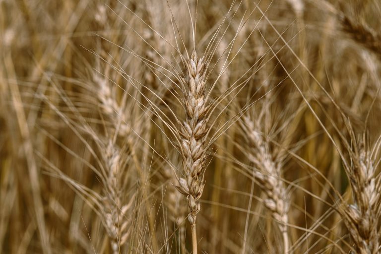 Gluten-Free Myths and Facts