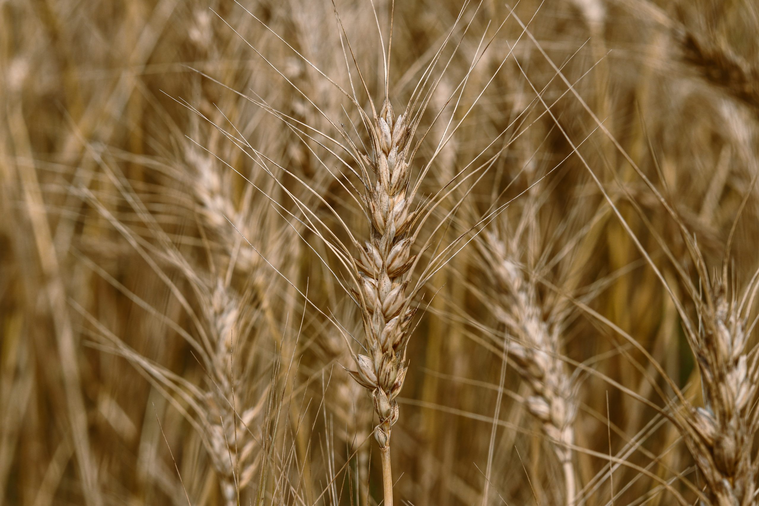 Close-up of a ripe wheat ear with long awns in a golden field